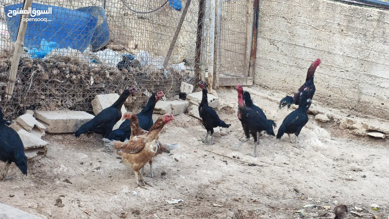 باكستاني نخب