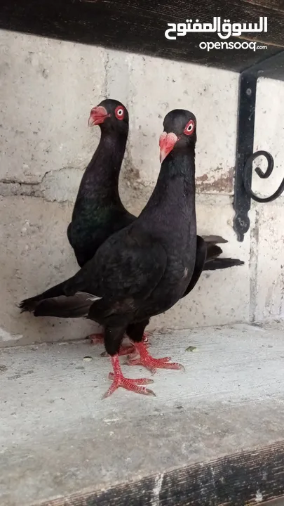 جواز حمام للبيع