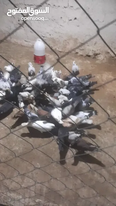حمام للبيع انواع 30 جوز