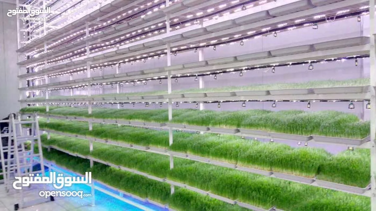 استنبات شعير  شعير مستنبت Sprouted   صواني استنبات شعير Barley germination barley