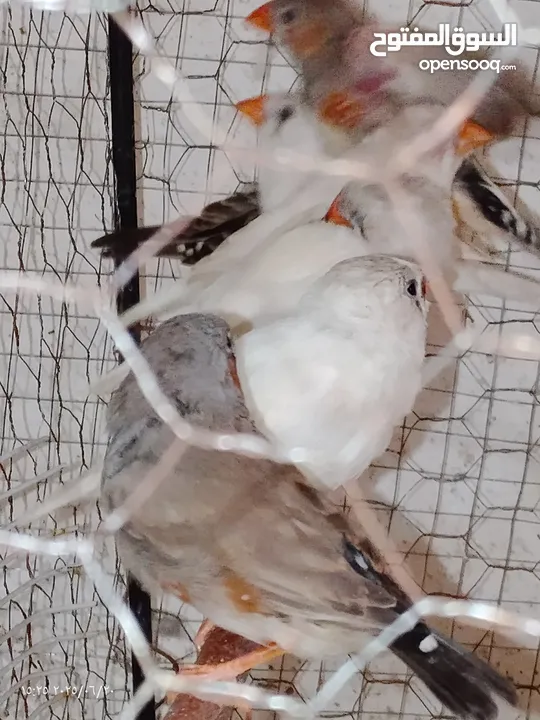 طيور جنه    27 حبه مخاليف
