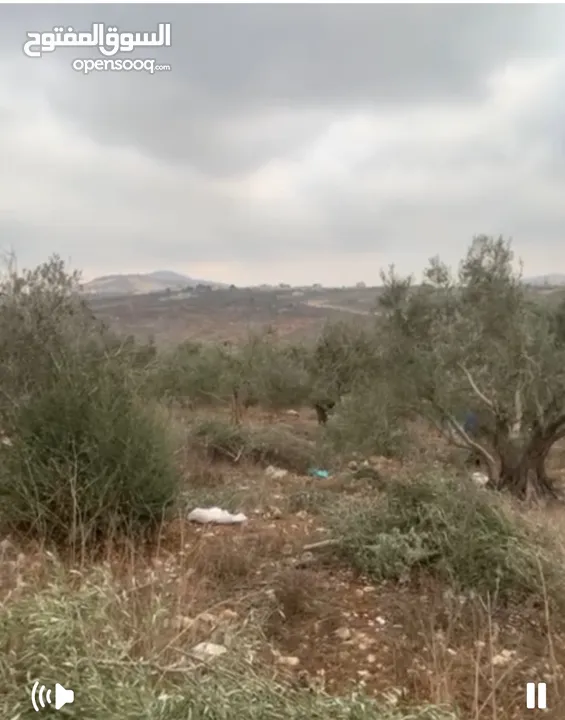 ارض للبيع 4 دنم مزروعة شجر رومي
