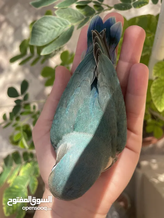 بيع طير اللوف بيرد-lovebird - طير الحب - لون أخضر - لطيف و أليف جدا -
