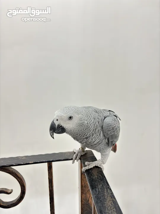 كاسكو ذكر - African grey parrot