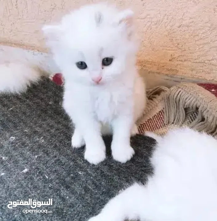 قــطــط لــلــبــيــع