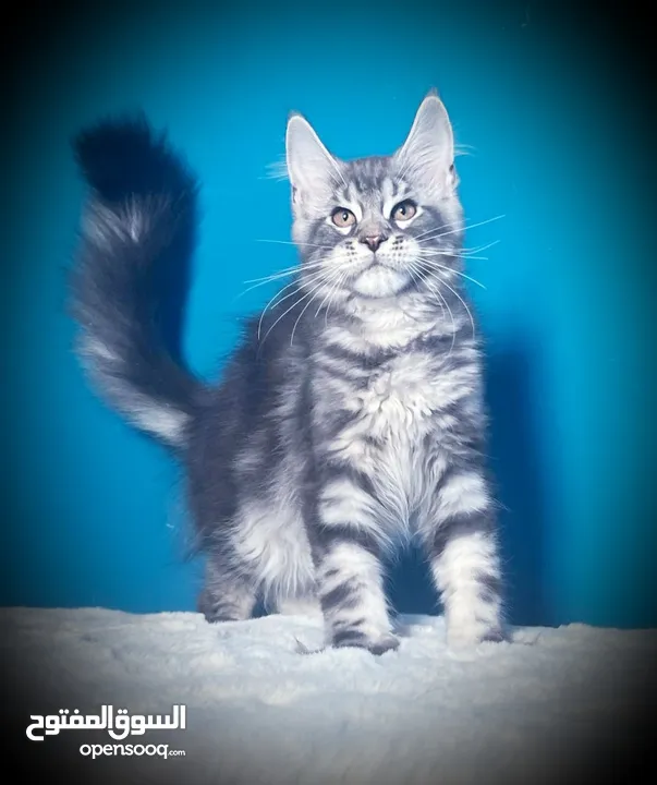 Mainecoon Kitten