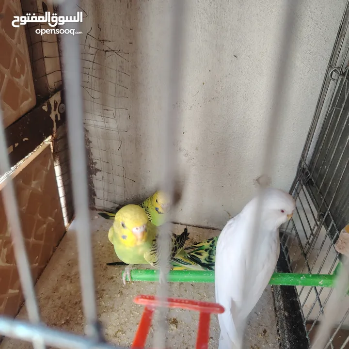 طيور حب عصافير حب