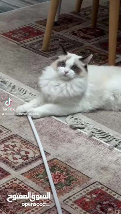 ذكر رغدول بيور  مع جوز اناثي للبيع