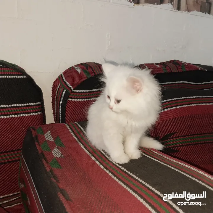 بسم الله ما شاء الله متاح بسه مع ولدها النوع شيرازي عمر البس الكبيره سنه وعمر ابنها شهرين ماخذين جمي