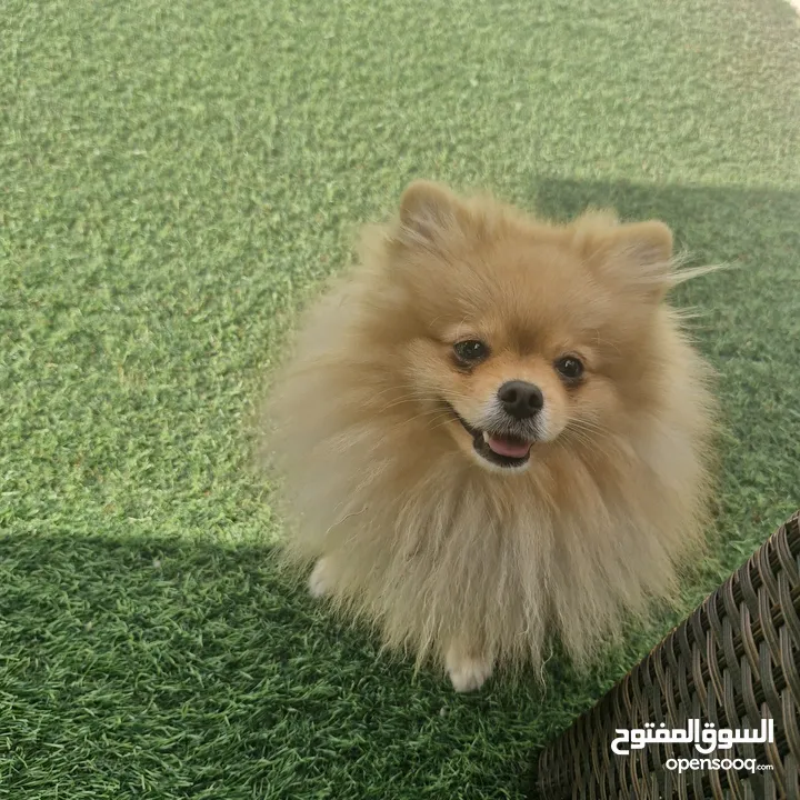 2 years old pomeranian is looking for new home