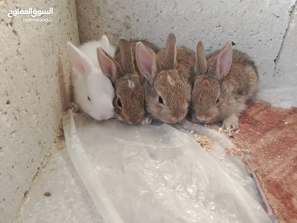 ارانب بلدي فرنسي عمر شهر للبيع صحه ممتازه جدا وتربيه منزل وتب نظافه الرجاء عدم اجراء المكالمات     .