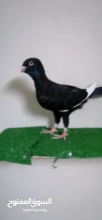 اجواز مسويد