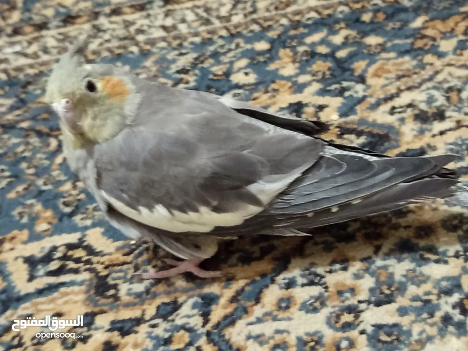 ببغاء كوكتيل حبشي مع قفص كبير