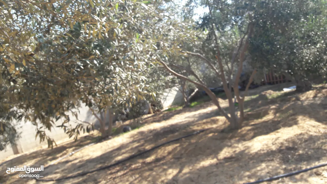 شاليه مساحة دلم متكامل الخدمات متميز الموقع