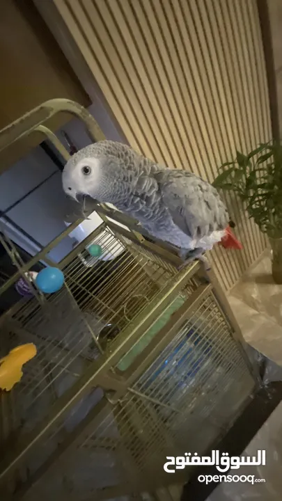 grey parrot