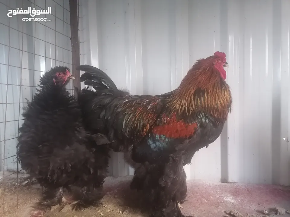 طقم براهمه شغال