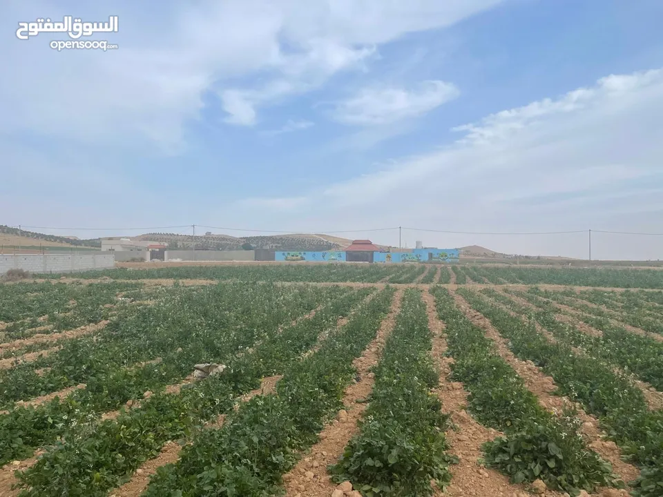 ارض زراعية في بلعما للبيع مساحتها 3500 متر