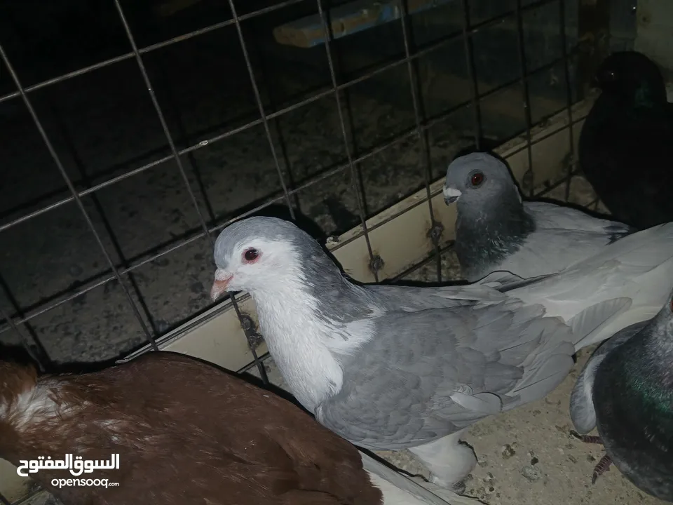 كوم كامل للبيع  دينارين ونص الحبه زق وكش الفحول كلها كش