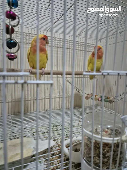 African Lovebird pair with Cage