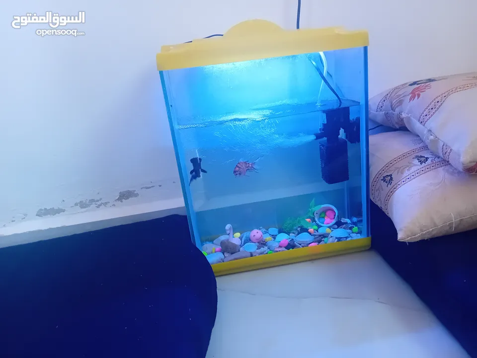 حوض سمك للبيع