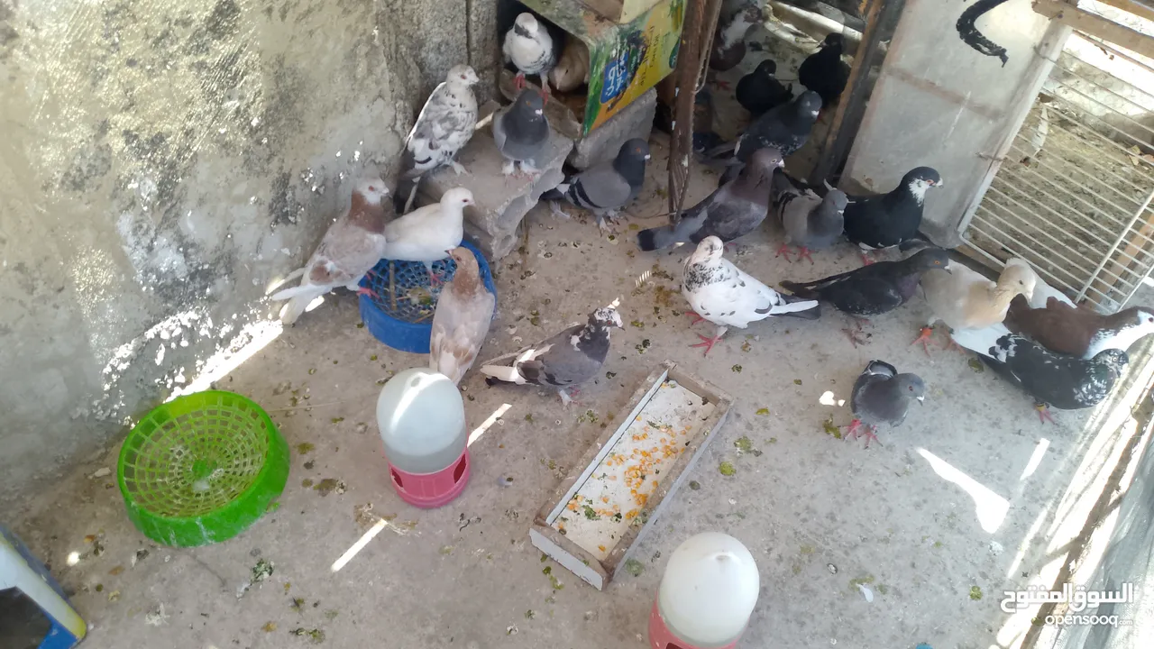 فارس.بدري.العتوم