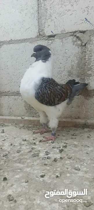 فراخ كنق .