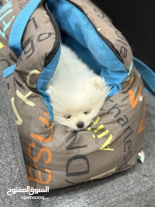 Pomeranian Baby 500KD