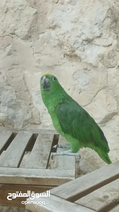 ببغاء أمزوني يلو كراون لي البيع و البدل