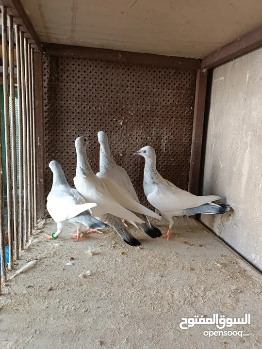 يهوديات المنيم