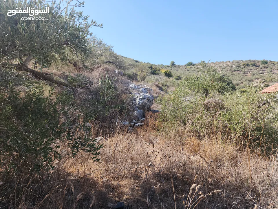 حصة في منطقة المشتل