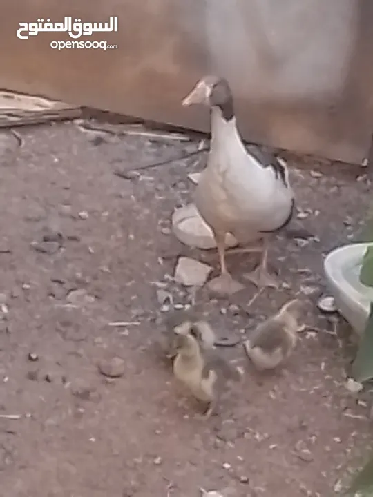 وزة مع صيصانها للبيع او للبدل على جاج