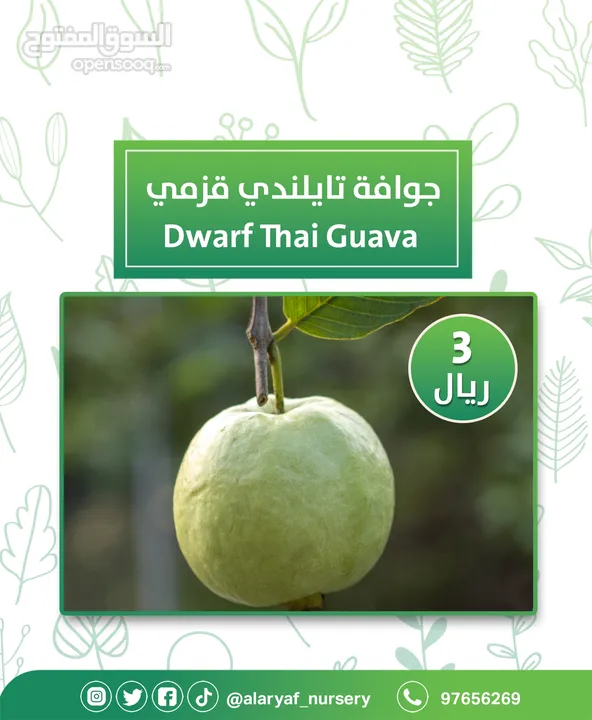 شتلات وأشجار الجوافة من مشتل الأرياف أسعار منافسة الأفضل في السوق  امرود کا درخت  guava