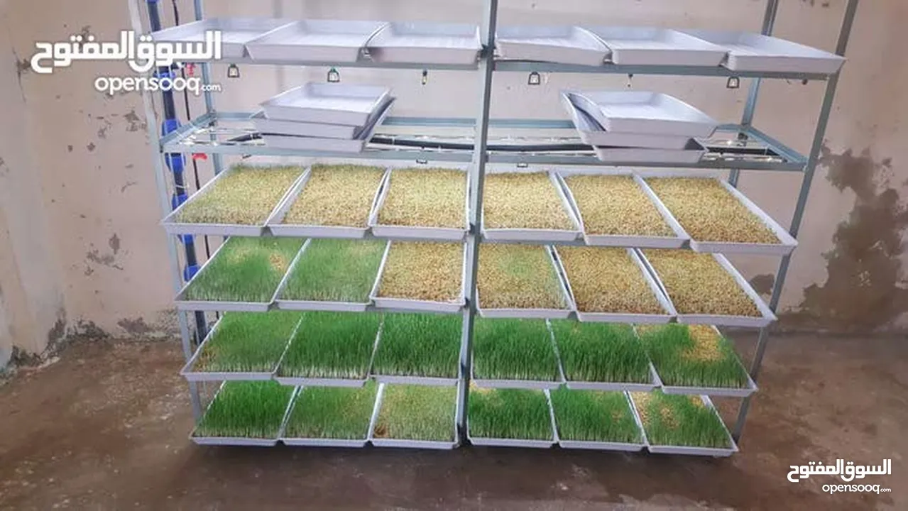 استنبات شعير  شعير مستنبت Sprouted   صواني استنبات شعير Barley germination barley