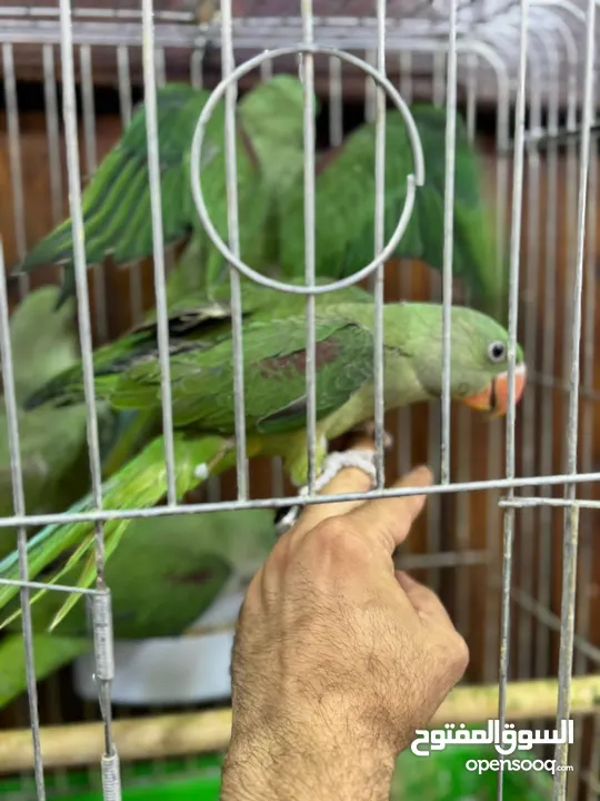 كاساندرا اليف زق يدوي