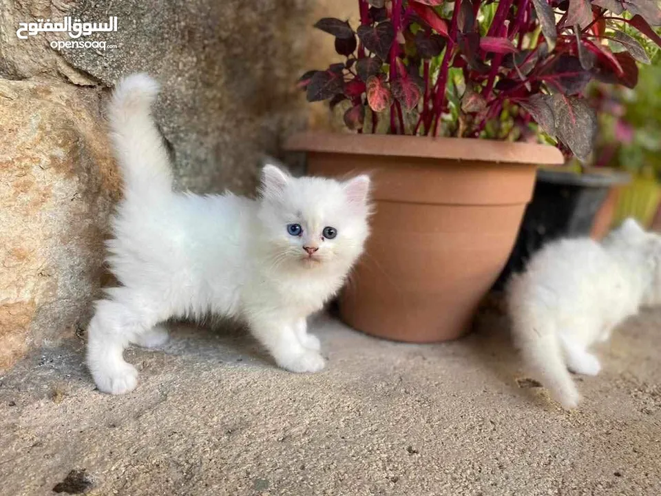 قططط للبيع