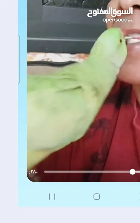 ببغاء درارة هندي ذكر اسمو كوكو عمر سنتين مطوق اليف جدا ما بعض نهائي لعوب بحب الاطفال