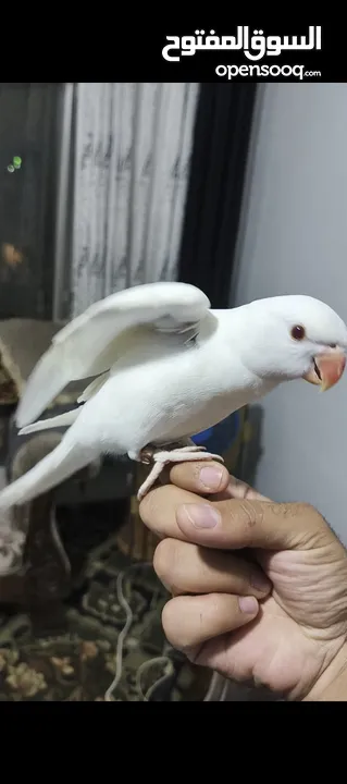 ببغاء دره هندي البينو عين حمرا عمرو 4 اشهر تقريبا اليف جدا عجينه ما بعض بطلع على الايد وبداية كلام