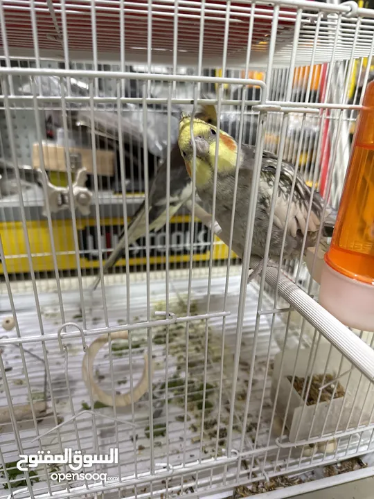 عصافير كنار وكوكتيل