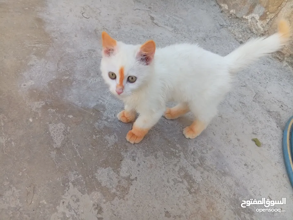 قطاط شرزي متوفر لدنا