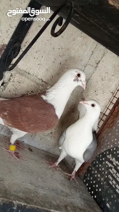 جواز حمام للبيع