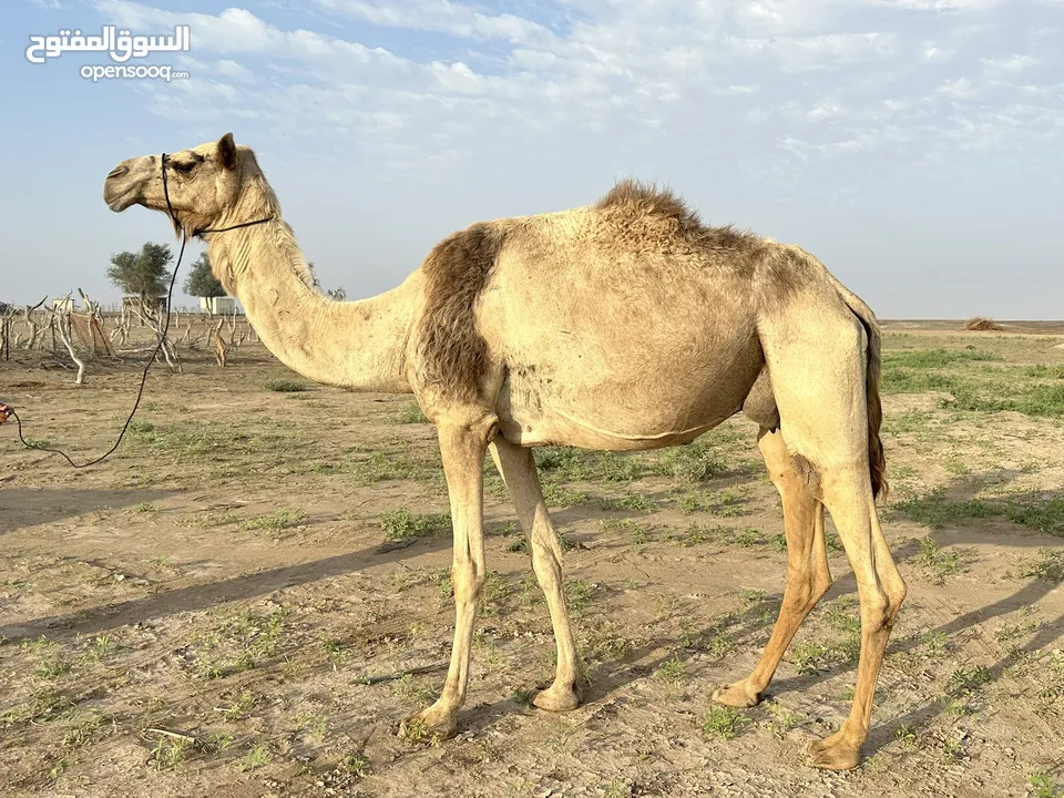 ناقة عزوف تحتها قعود