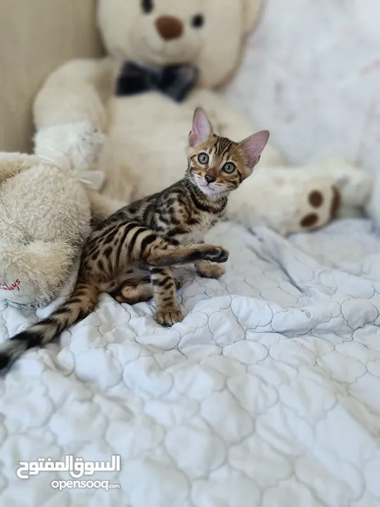 Bengal kittens