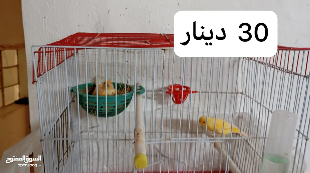 كناري فحول نار يوجد جواز و مخاليف بسم الله ماشاء الله جاهزة مية بالمئة