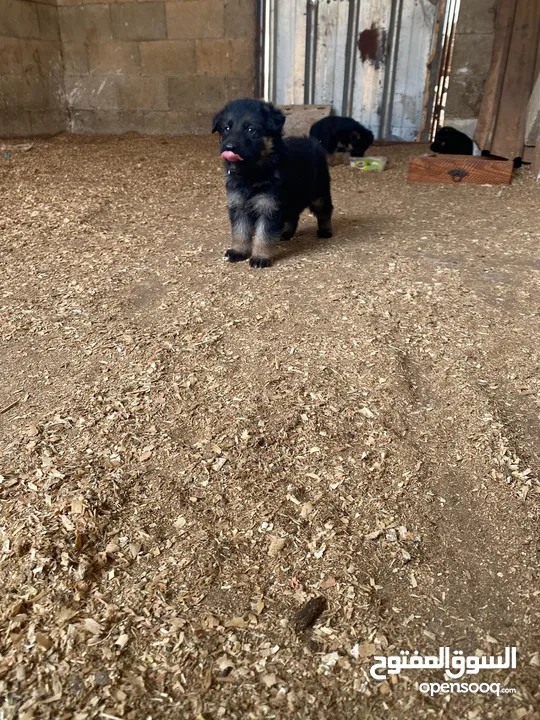 جراو جيرمن مستوى عالي وحبات بتجنن 35 يوم