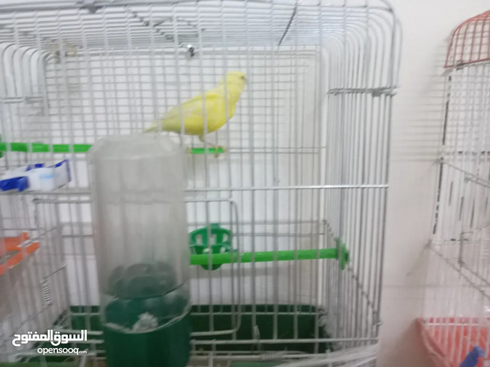 أنثى ليموني شغاله معبيه بدها تبيض مع قفص 3  مخاليف كنار الأنثى ليموني عمر 5 أشهر مع قفص السعر 9
