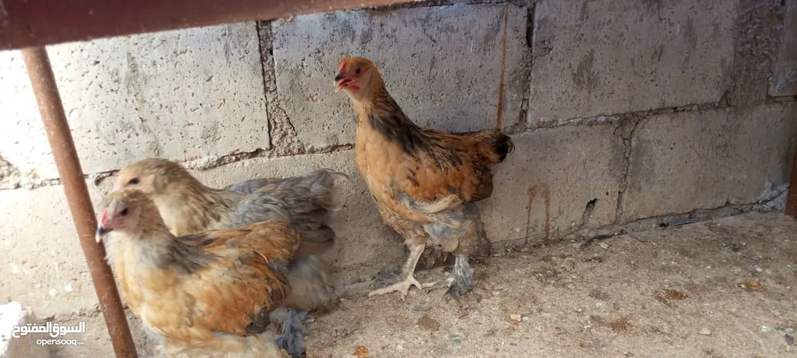 متاح صيصان براهما عمر 5 اشهر