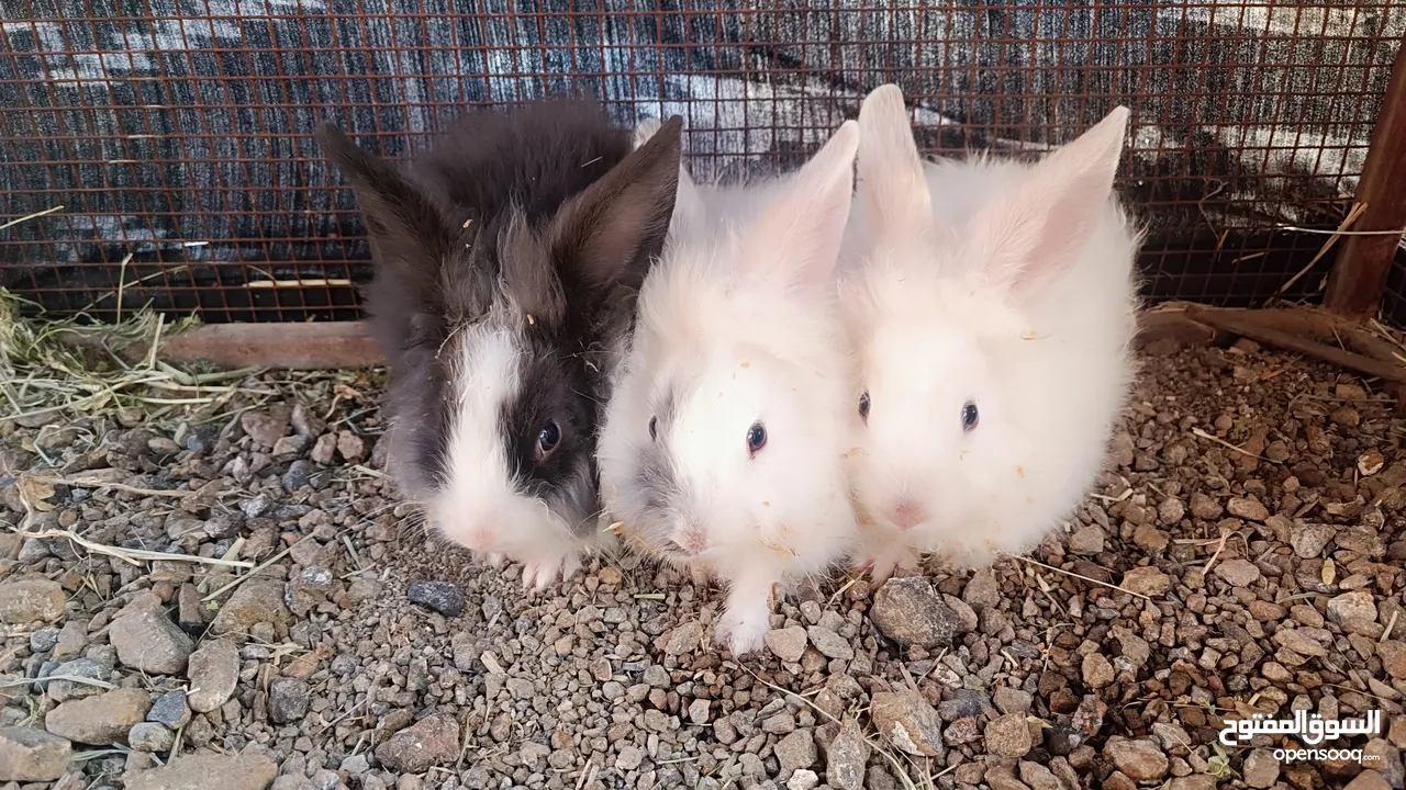 صغار ارانب بلجيكيات lionhead rabbit جامبو  ذكور فقط