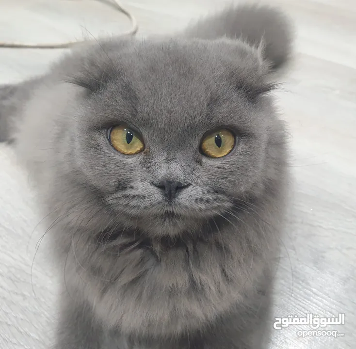 Blue Scottish Fold Girl