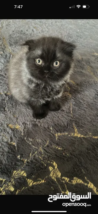 Male Scottish fold kitten