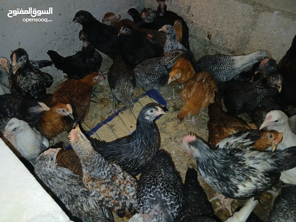فرخات عمر 3 شهور وشهرين ونص